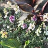 Flower Images